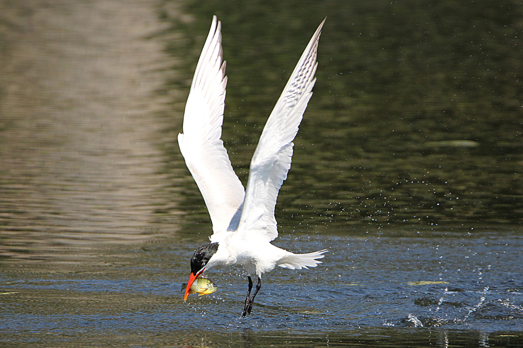 Tern grabbing lunch 2