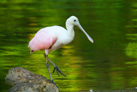 Roseate Spoonbill