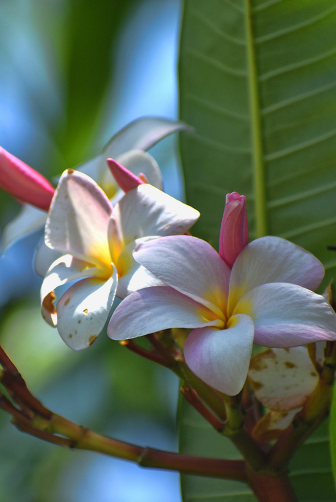 DELICATE FLOWERS III