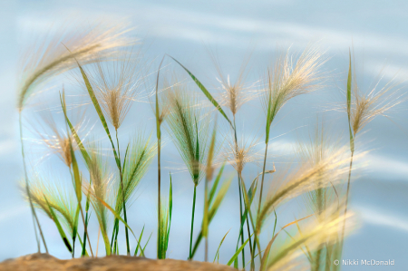 Green Grass, Running Water