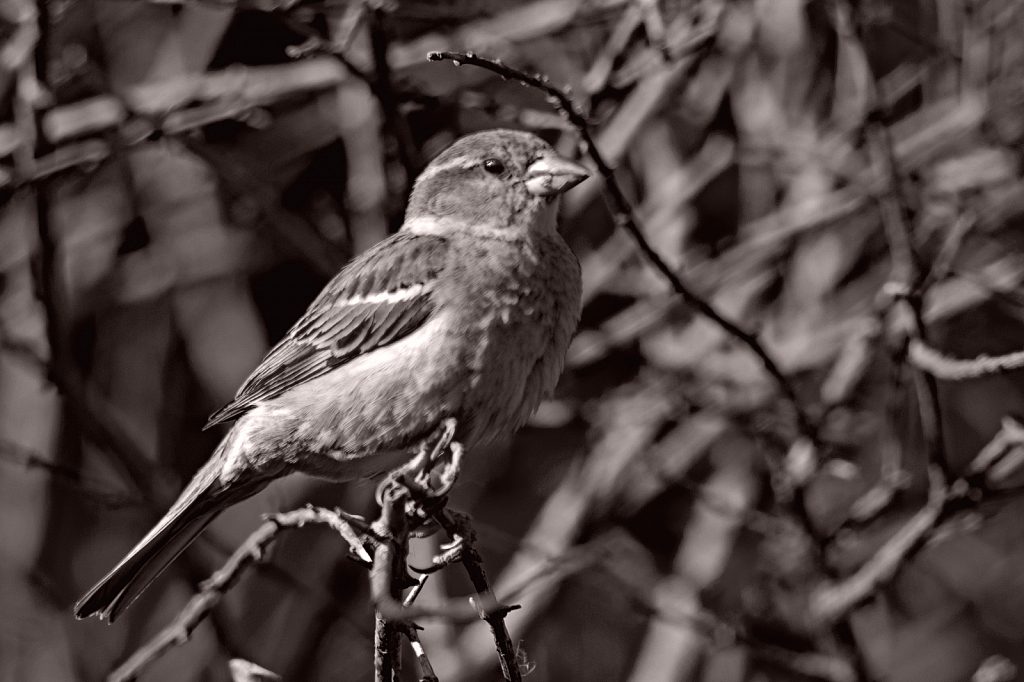 House Sparrow in Black and White