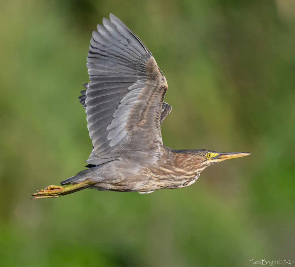 Classic Green heron Flight