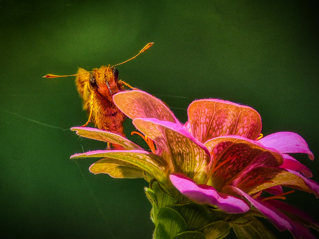 A Short Visit - ID: 15940802 © Janet Criswell