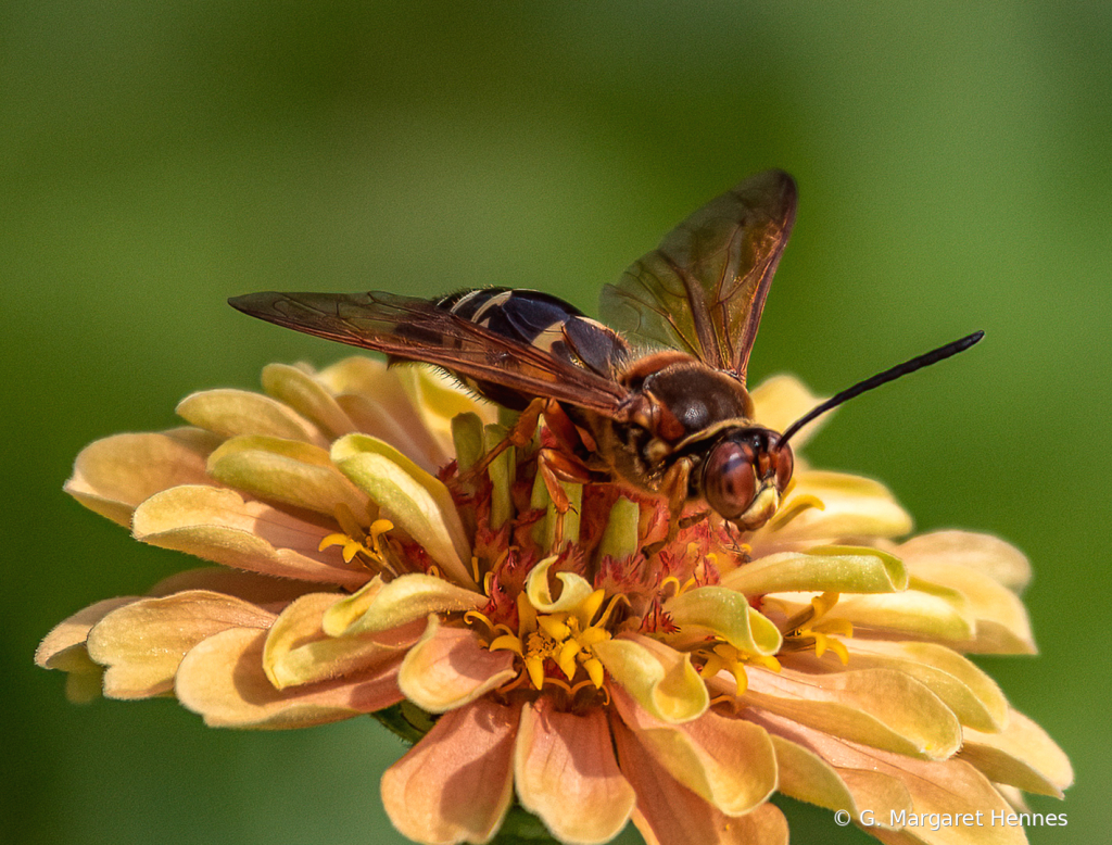 Cicada Killer on Zinnia