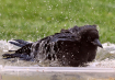 The Bath