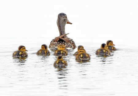 Following Mom