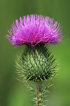 Milk Thistle