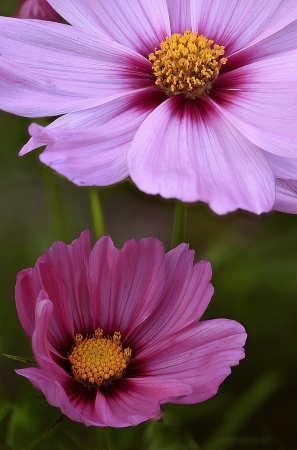 Two Cosmos