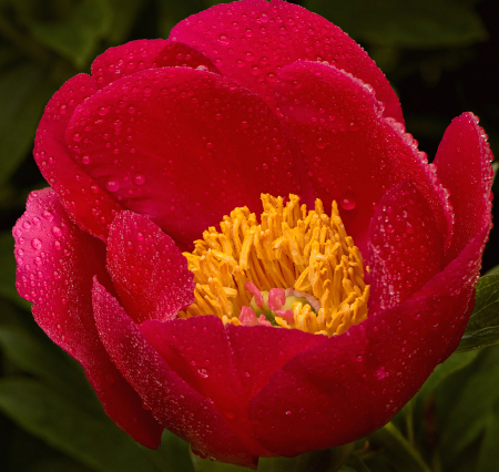 Morning Dew on the Peonies