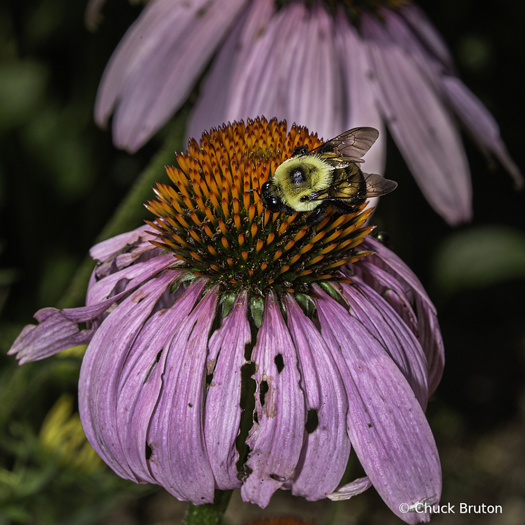 7V7A6195 Bee and Coneflower  - ID: 15944469 © Chuck Bruton