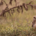 2Young Burrowing Owl 2 - ID: 15942667 © Sherry Karr Adkins
