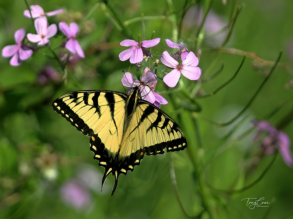 Eastern Tiger Swallowtail