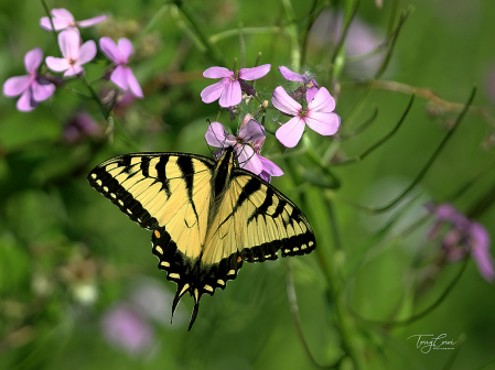 Eastern Tiger Swallowtail