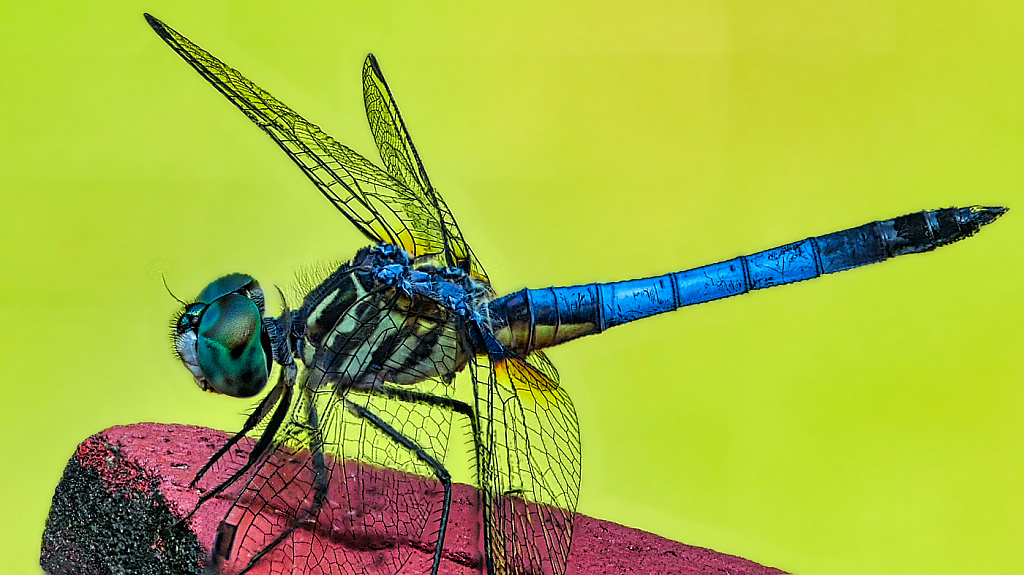 Resting - ID: 15942252 © Janet Criswell