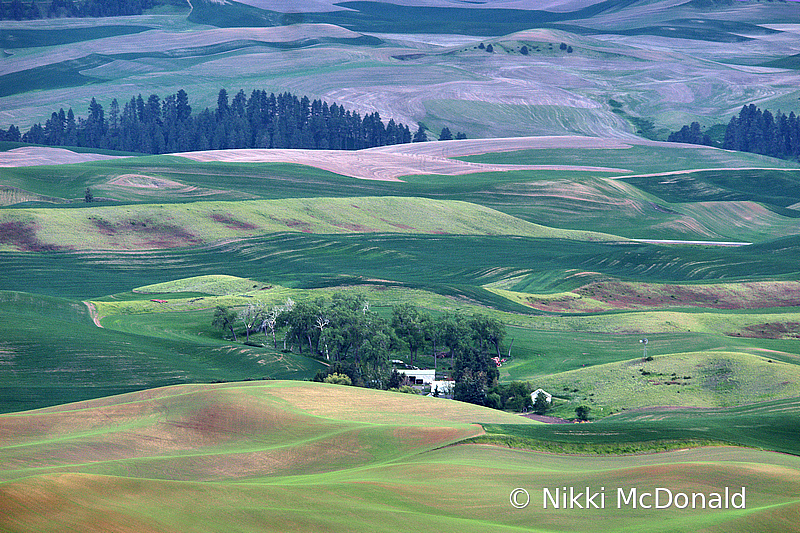 Palouse Washington Farms - 13