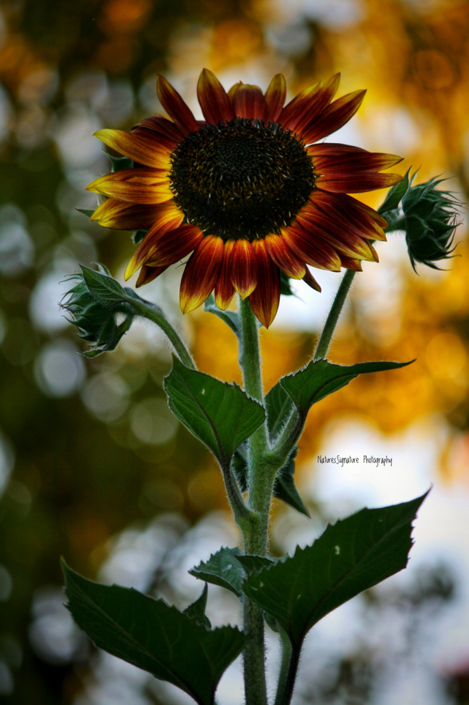 ~ Sunflower Showoff ~ - ID: 15943407 © Trudy L. Smuin