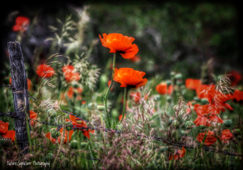 ~ Poppy Fields ~ - ID: 15943409 © Trudy L. Smuin