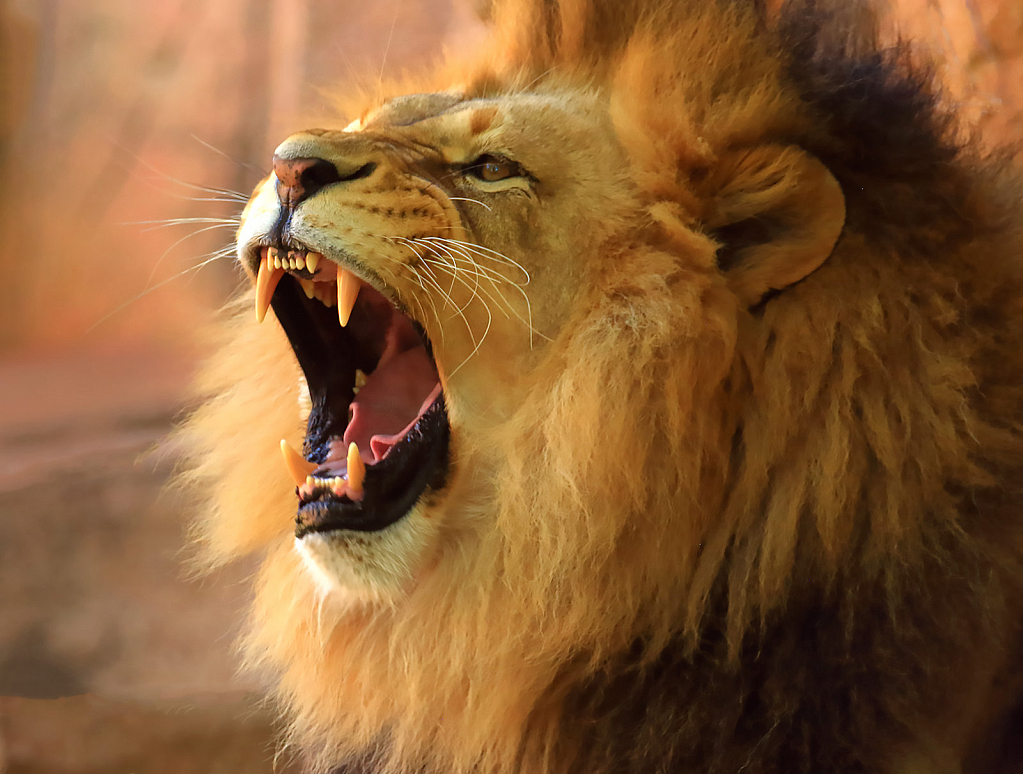 Lion Yawn