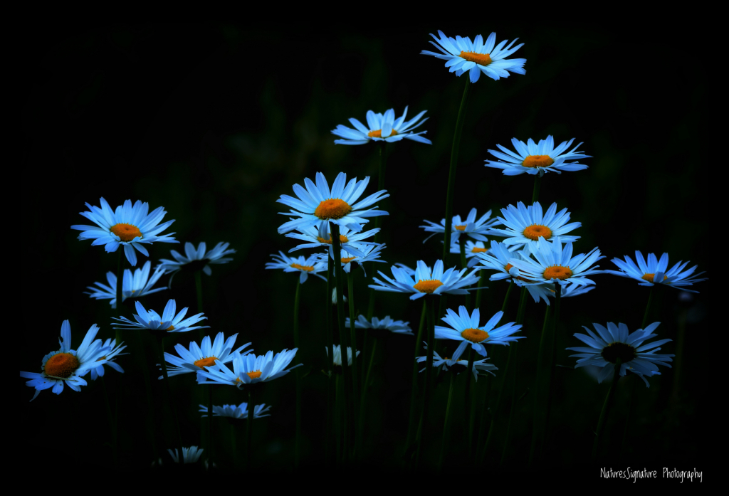 ~ Field Of Daisy's ~ - ID: 15943418 © Trudy L. Smuin