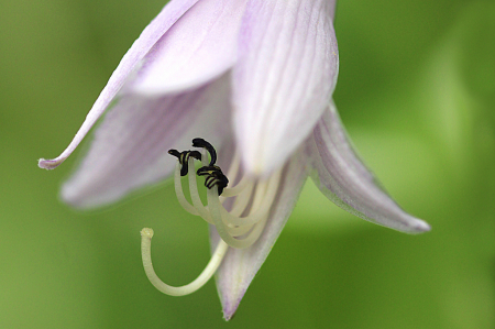 Hosta Flower