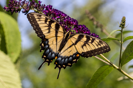 Eastern Tiger Swallowtail