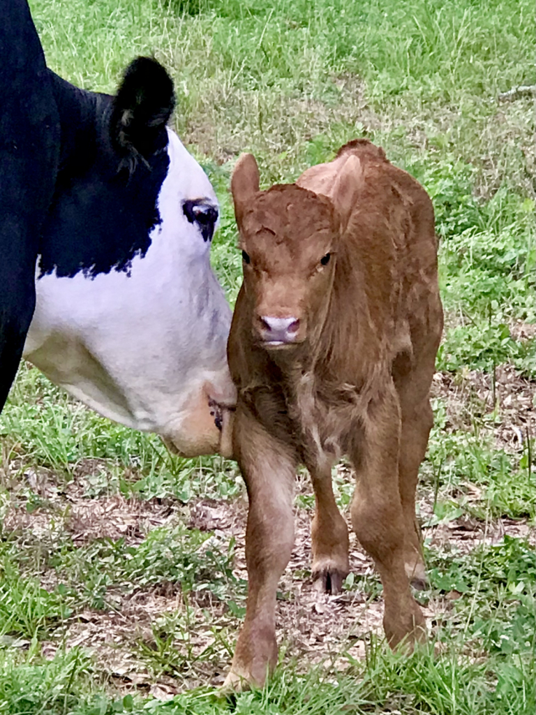New calf 