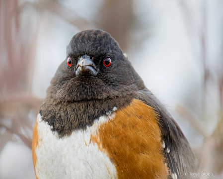 Spotted Towhee (Head Shot)