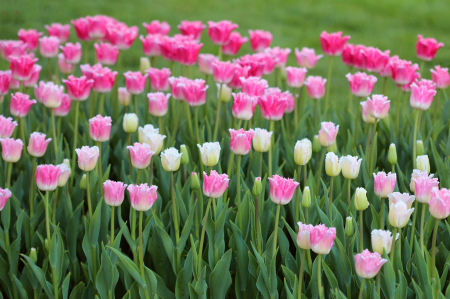 Pink And White