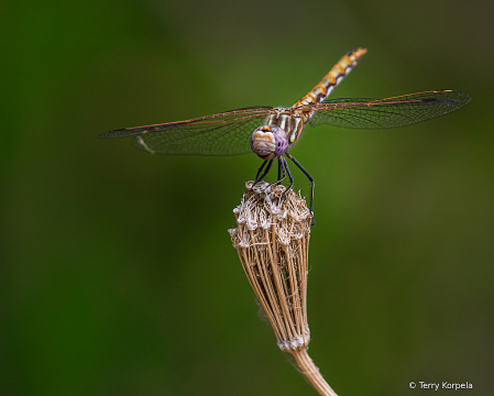 Dragonfly (Variegated Meadowhawk)