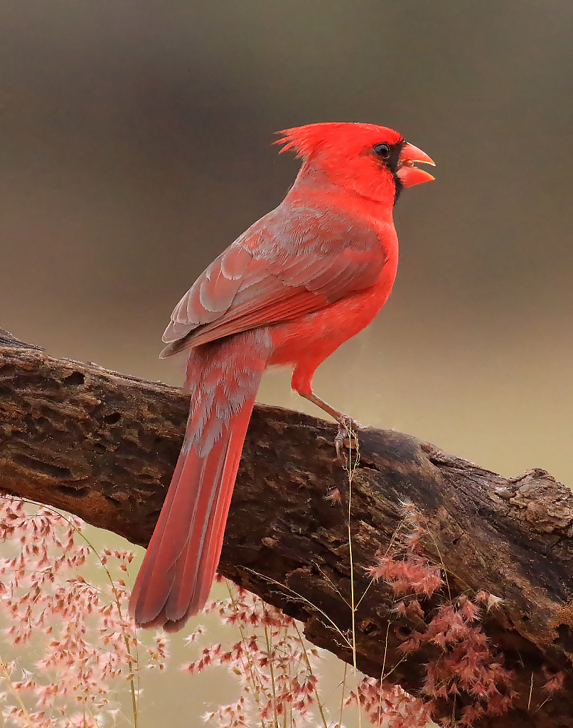 Cardinal