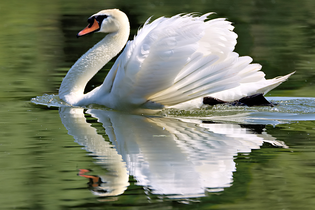 Swan