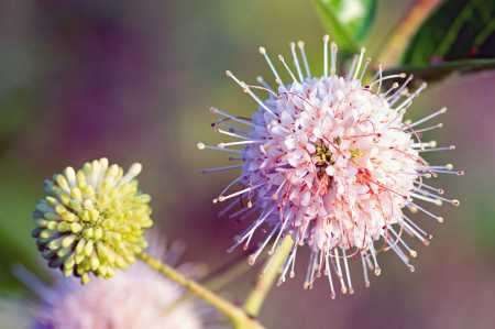 Buttonbush