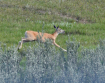 The Dainty Doe