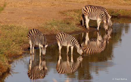 Narcissistic Zebras