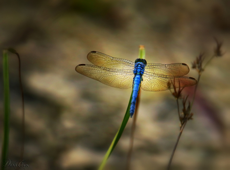 Dragonfly Dream