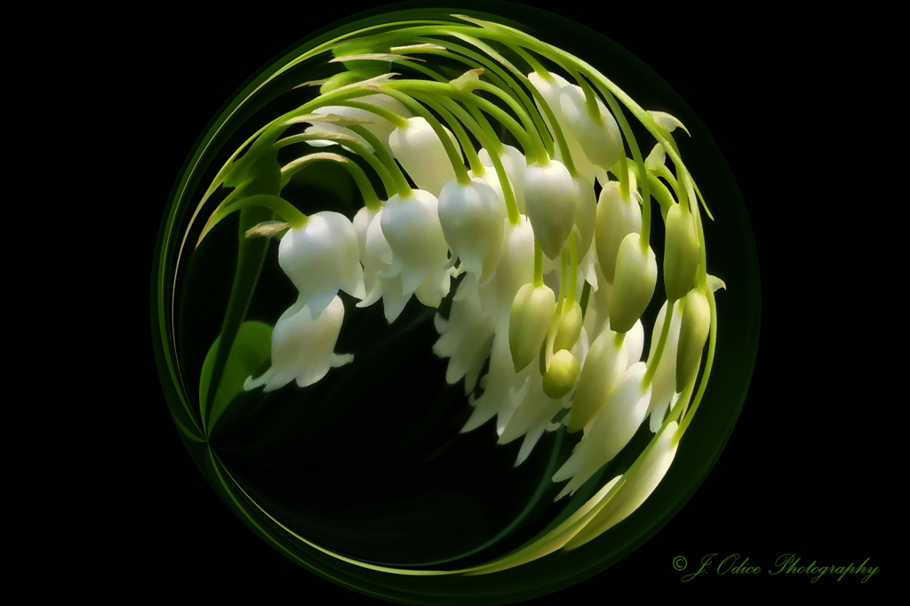 Lilies of the Valley