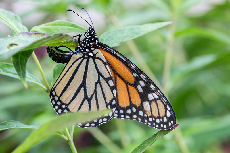 Monarch Butterfly Laying Eggs