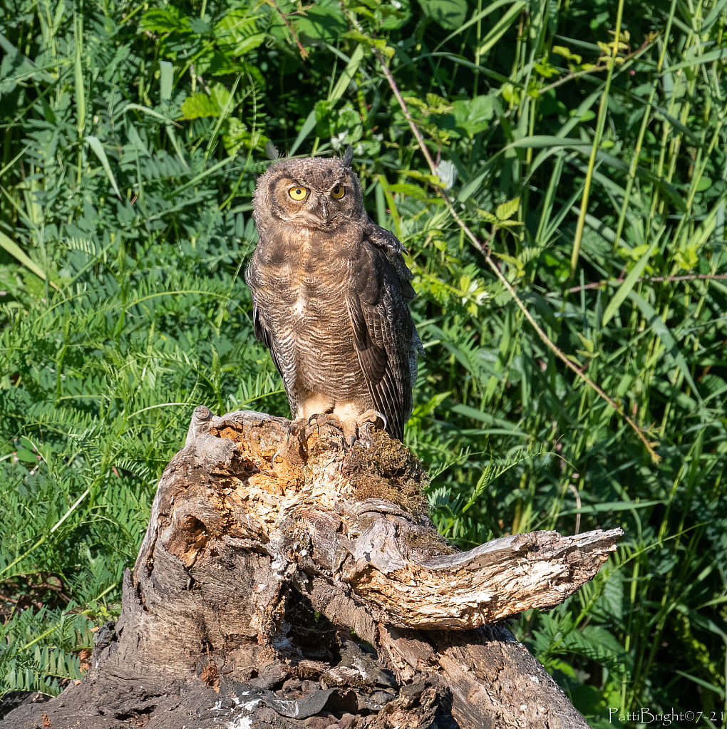 Great Horned Owl