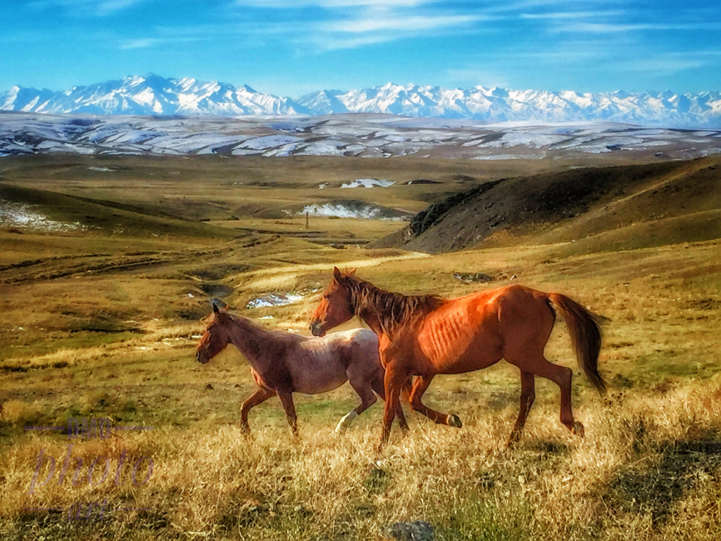 ~  ~ WILD HORSES ~ ~  