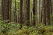 A Forest