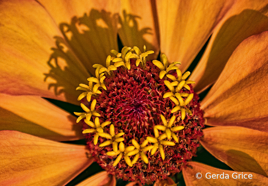 At the Heart of a Zinnia on a Sunny Day