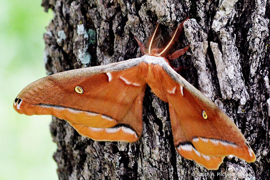 meet the polyphemus moth......