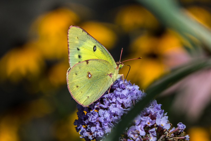 Orange Sulphur 