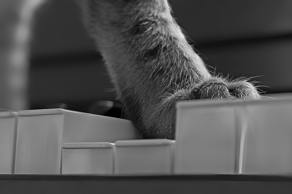 Paw on Piano Keys