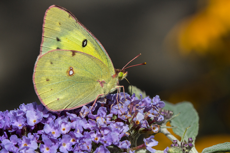 Orange Sulphur