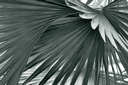 Radial Symmetry - Bismarck Palm Frond