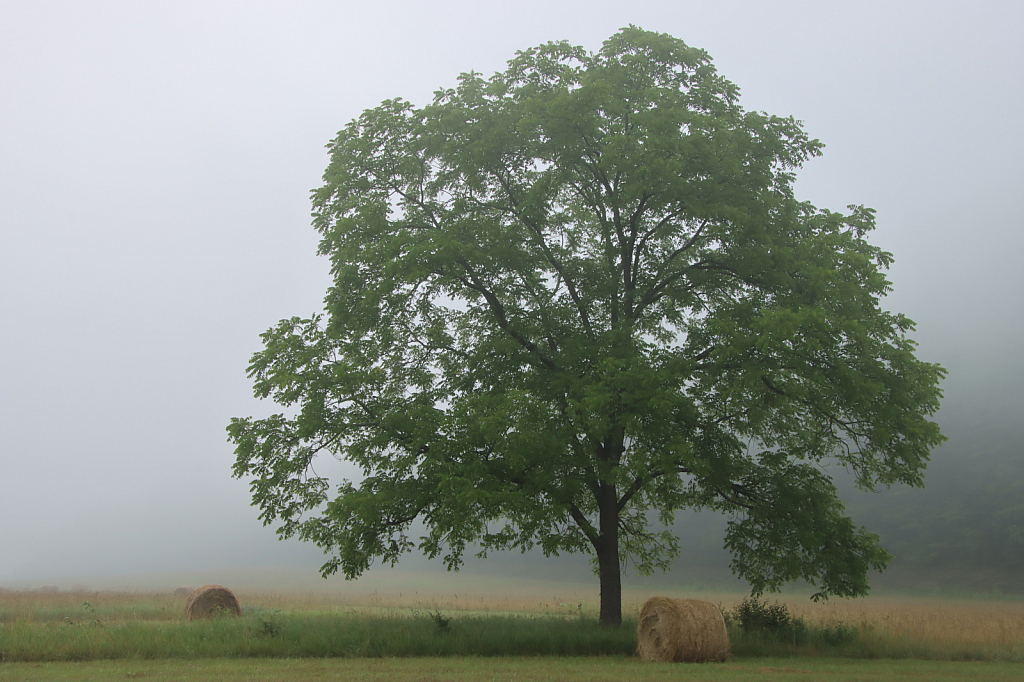 Summer Morning