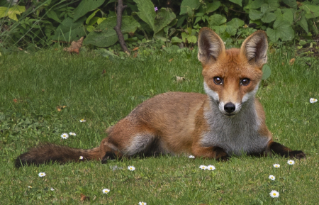 Uninvited guest in my garden today!