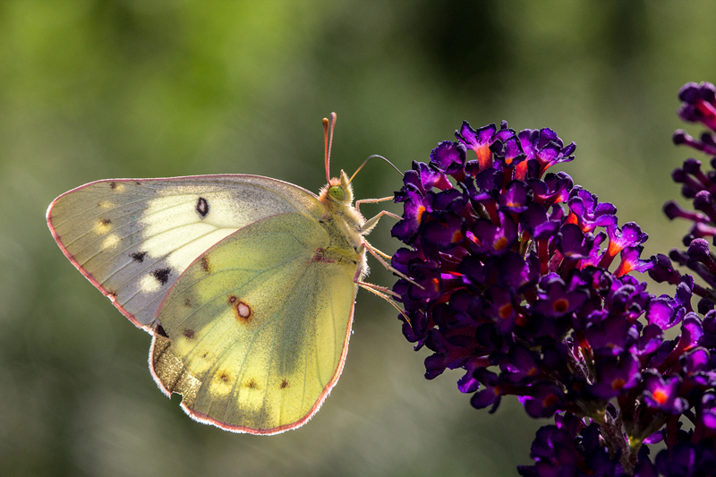 Clouded Sulphur 