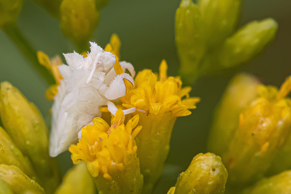 The Ambush Bug